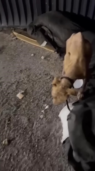 starving dog dumped near dumpster