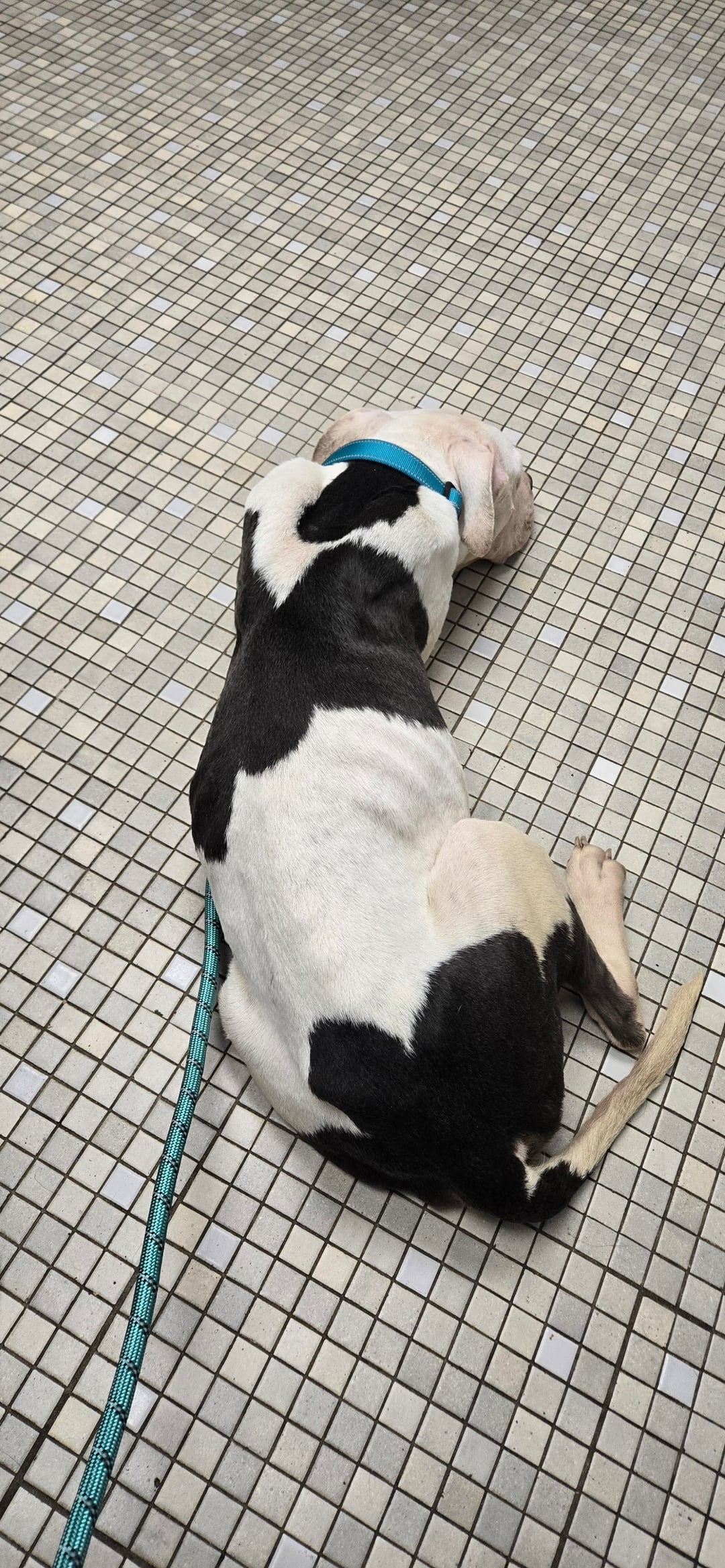 starving pit bull