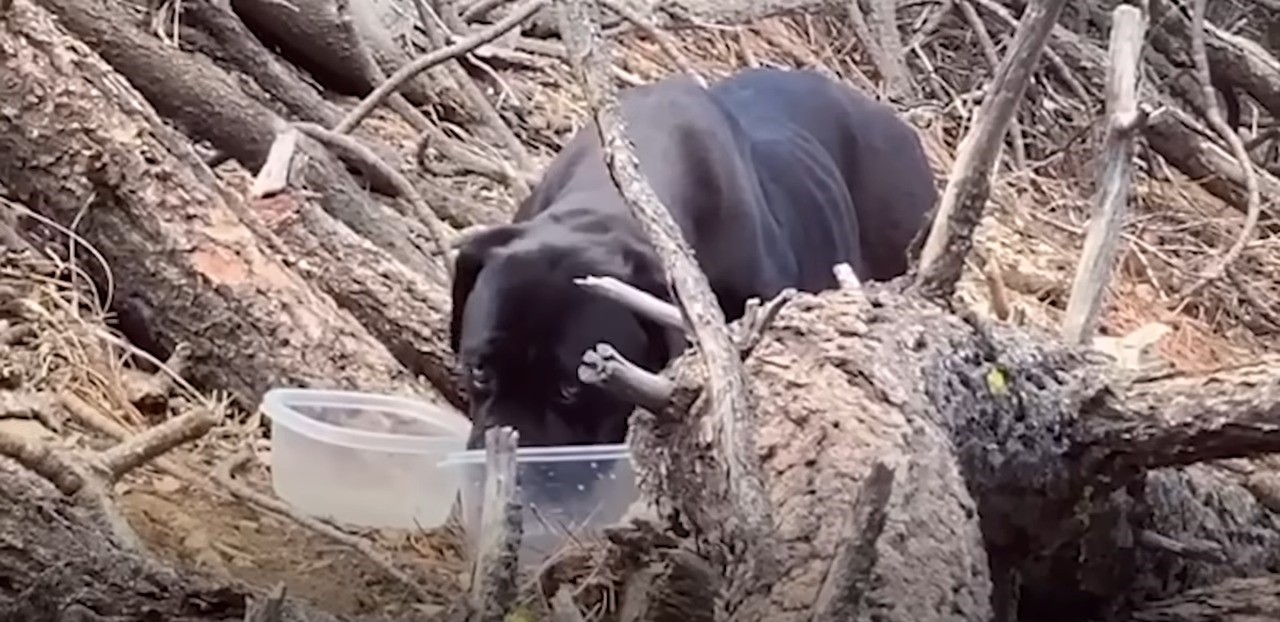stray black dog