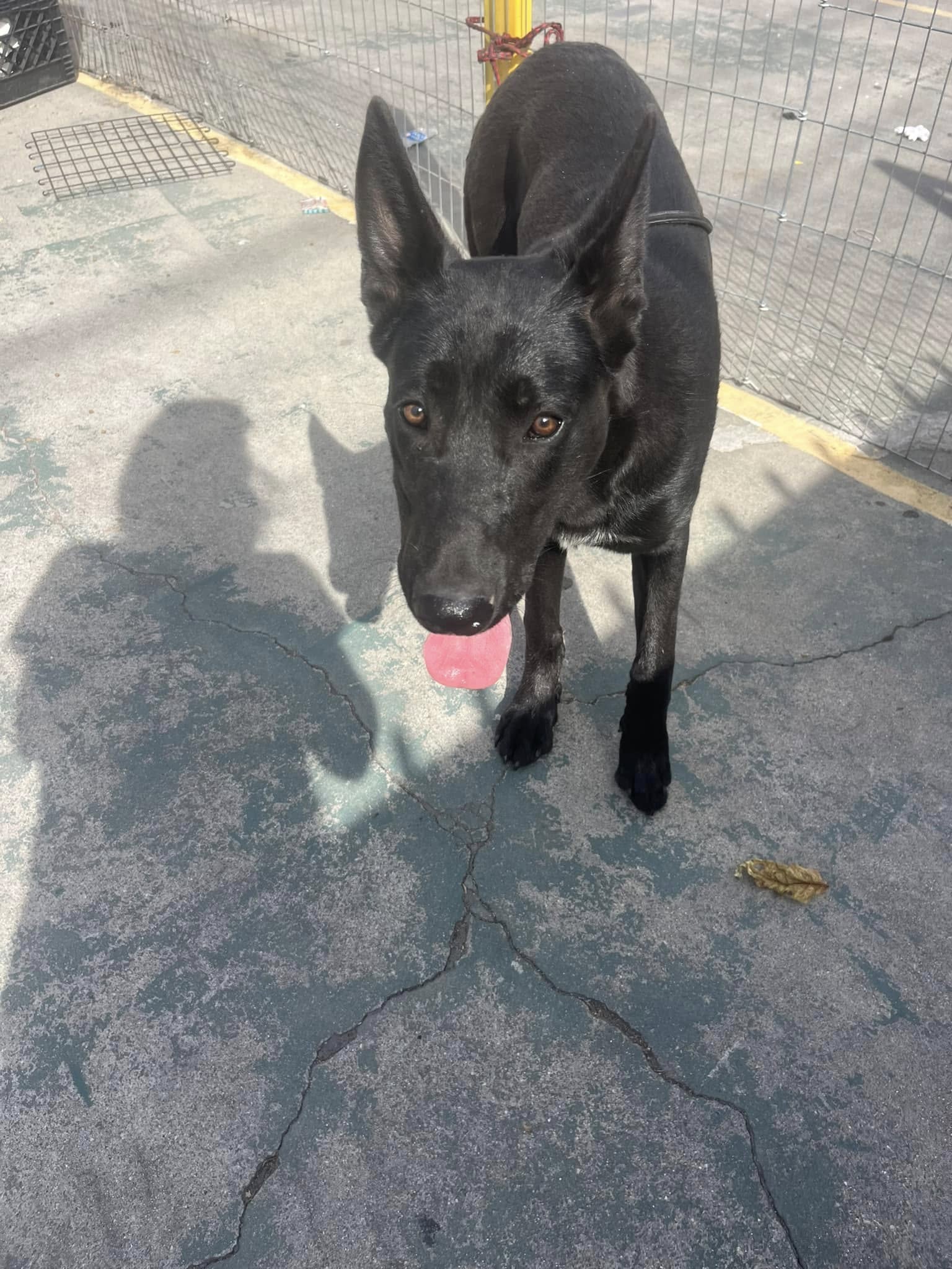 stray black dog