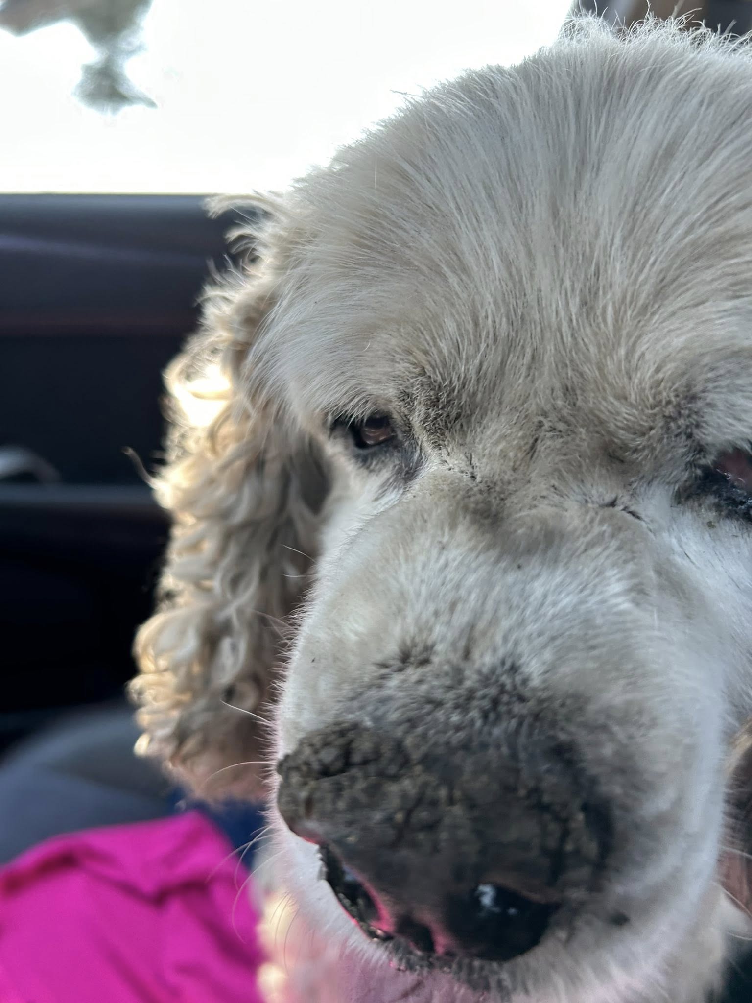 stray dog in car