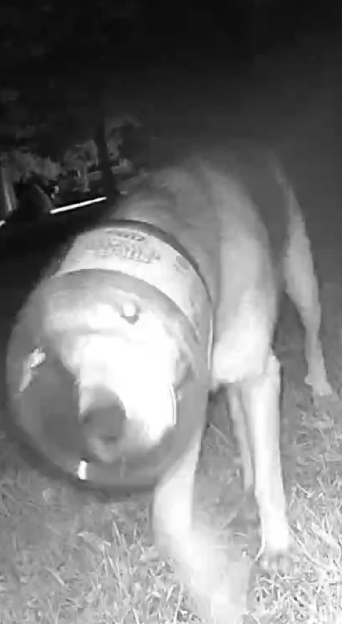 stray dog with plastic jar on its head