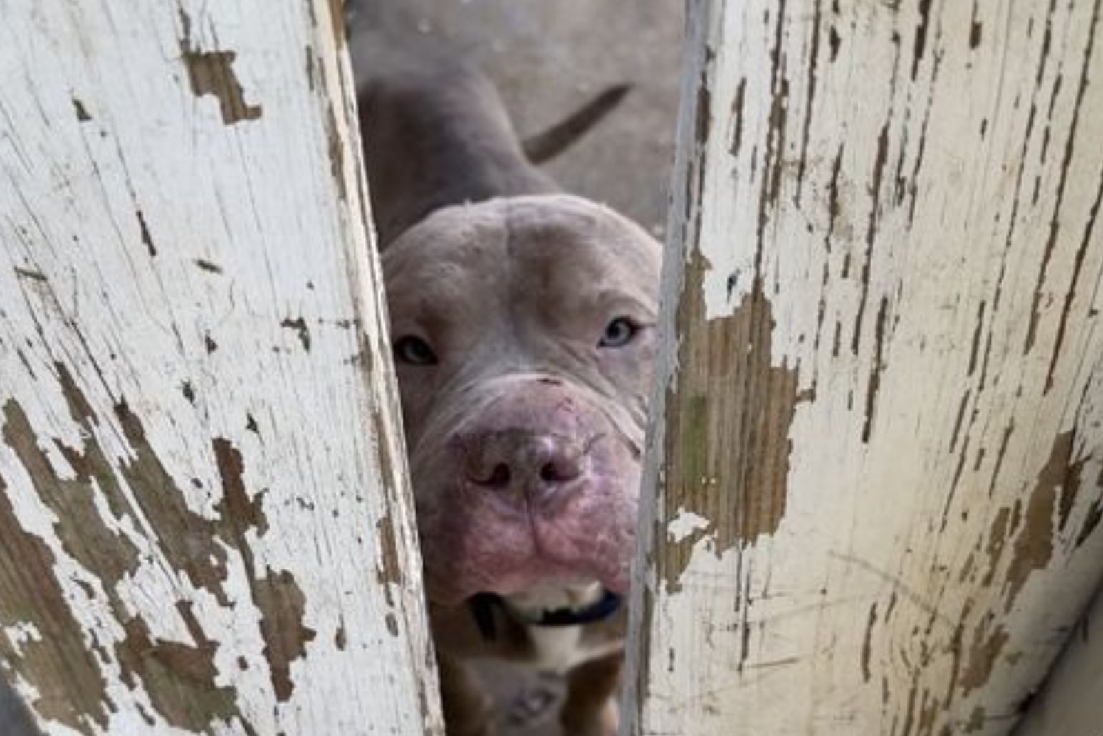 stray dog