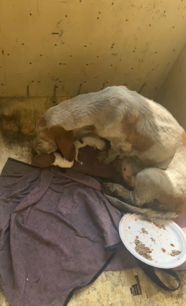stray mother dog and puppies
