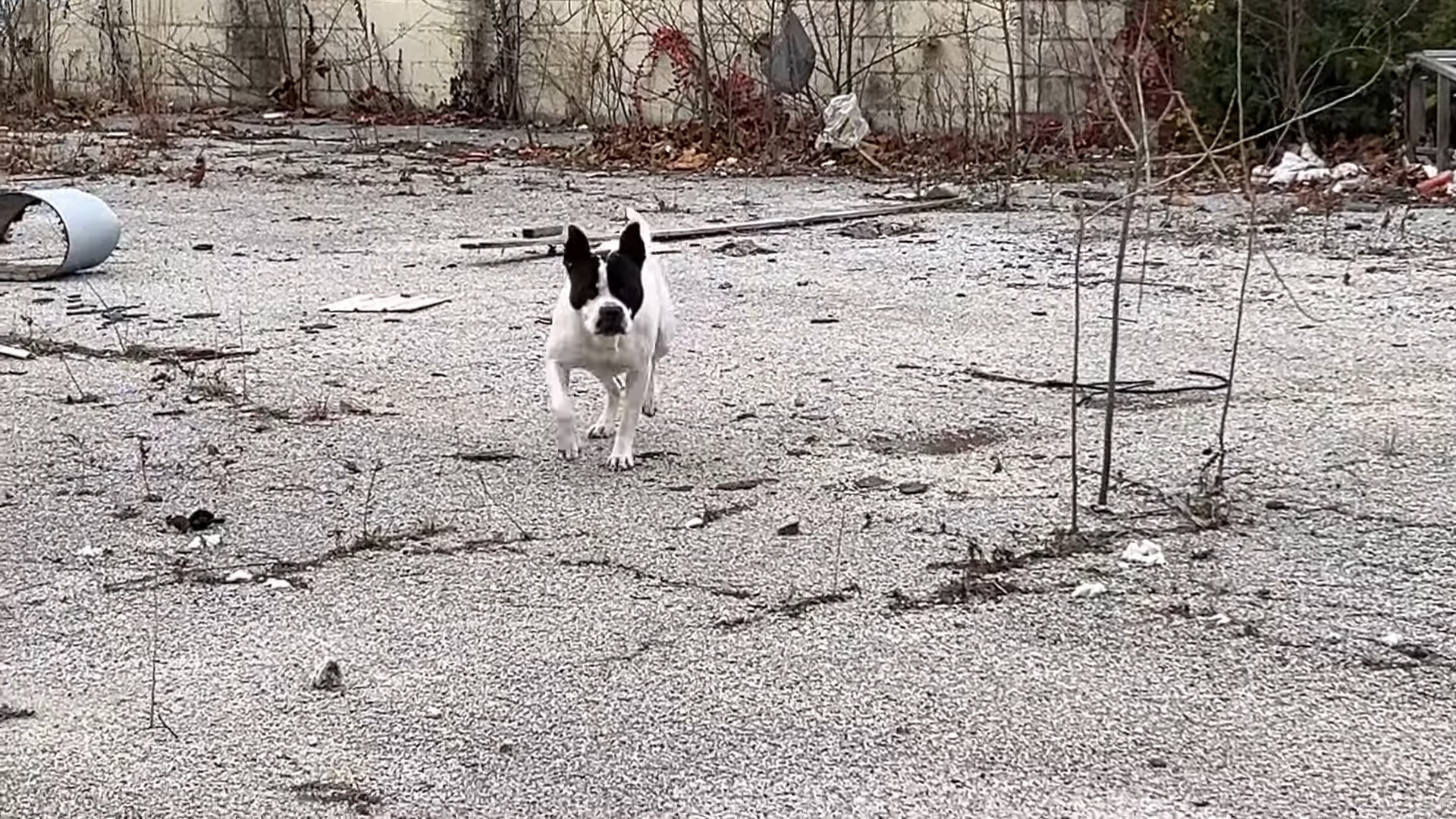 stray pup in an abandoned area