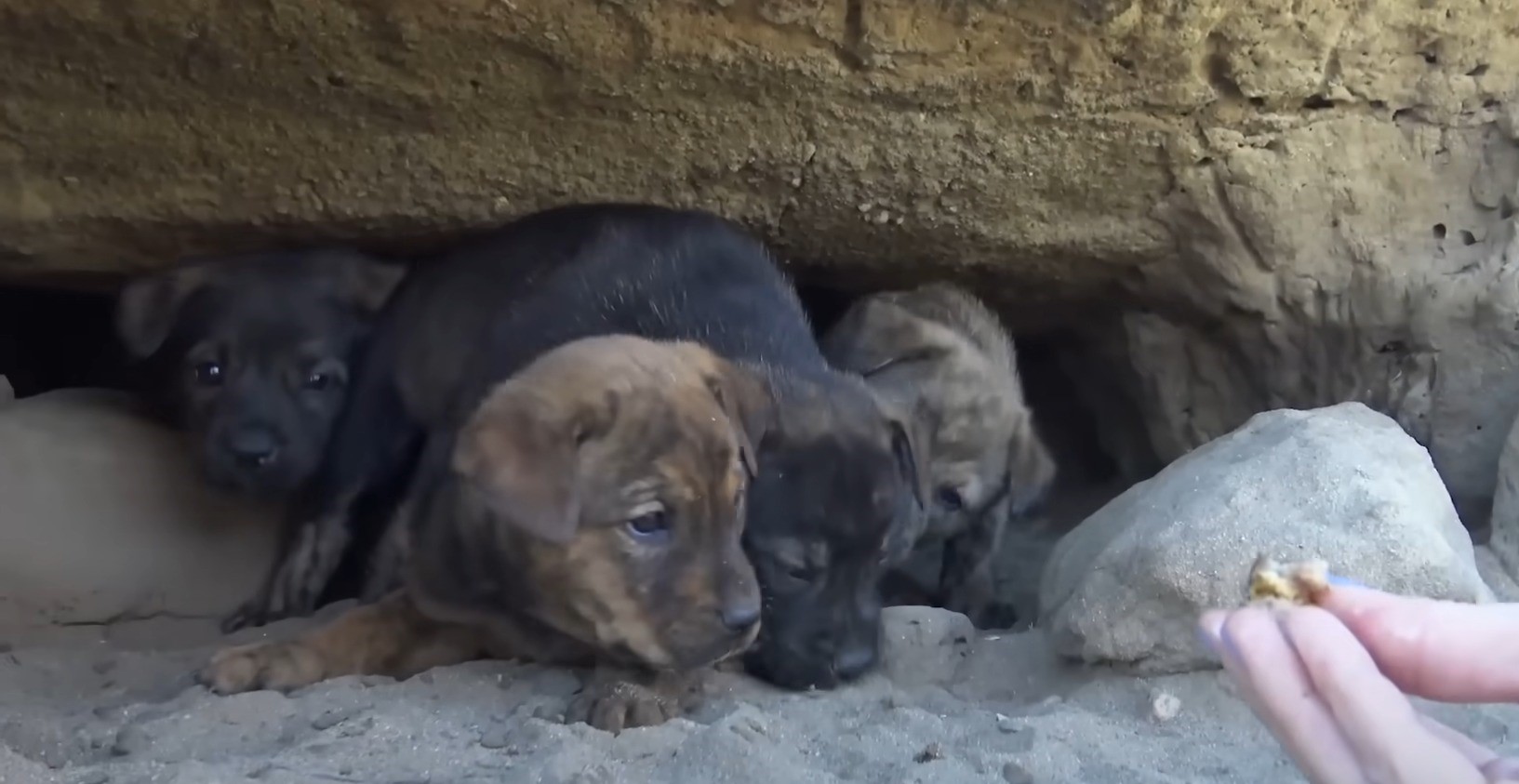 stray puppies in a cave