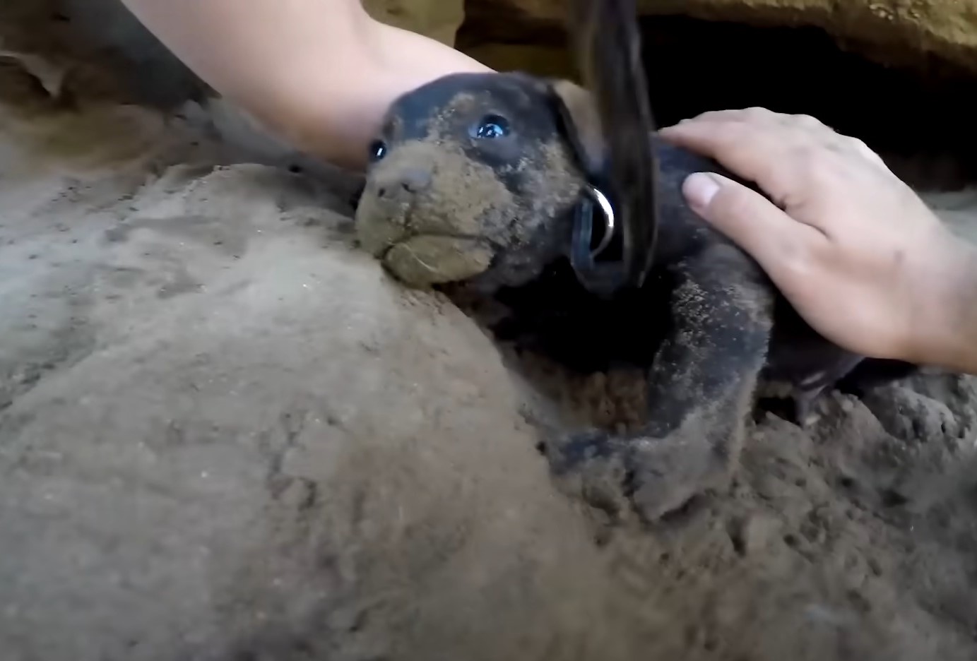 stray puppy in a cave