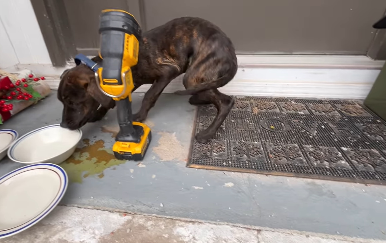 street dog eating from a bowl