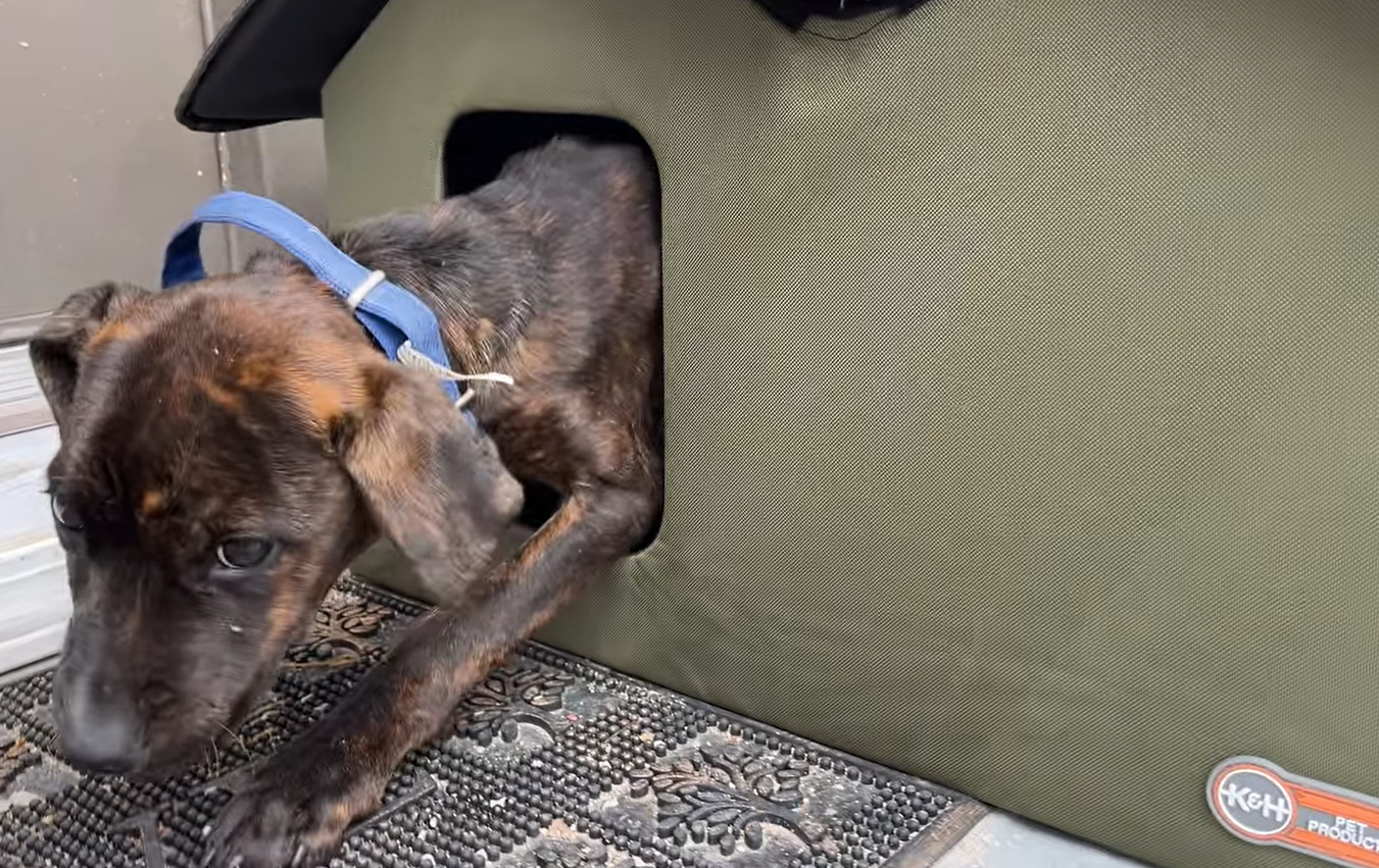 street dog in feral cat house
