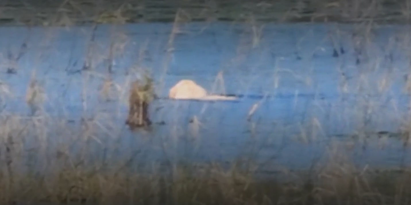 struggling dog in lake
