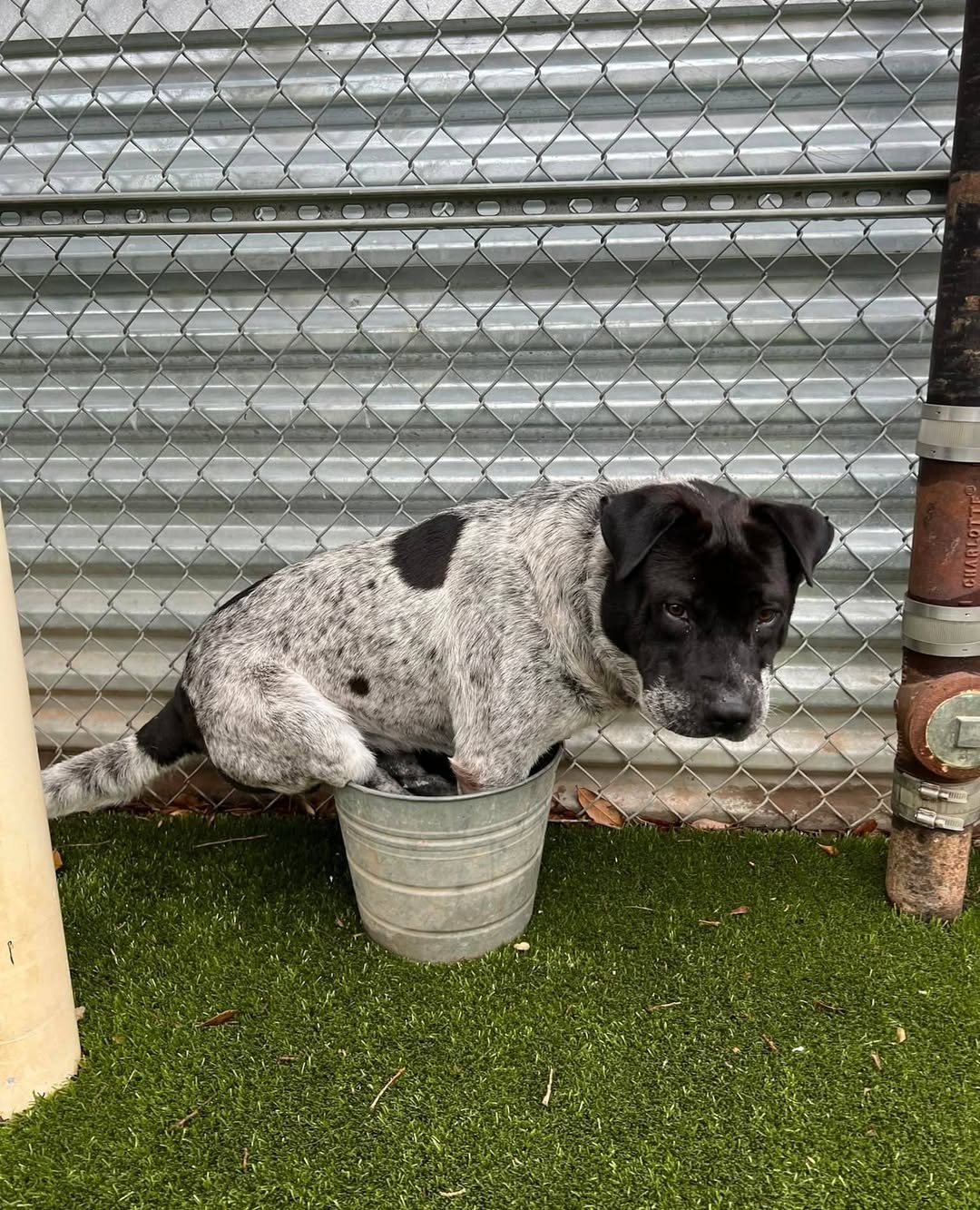 stuck dog in bucket