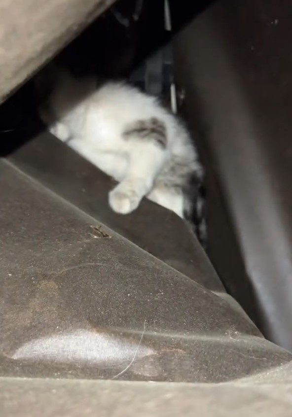 stuck kitten