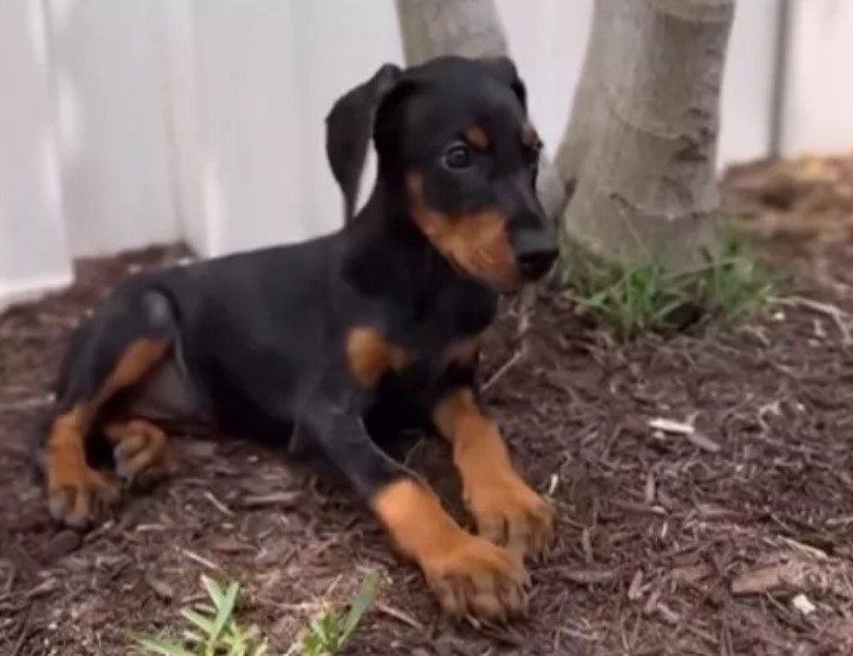 surrendered doberman