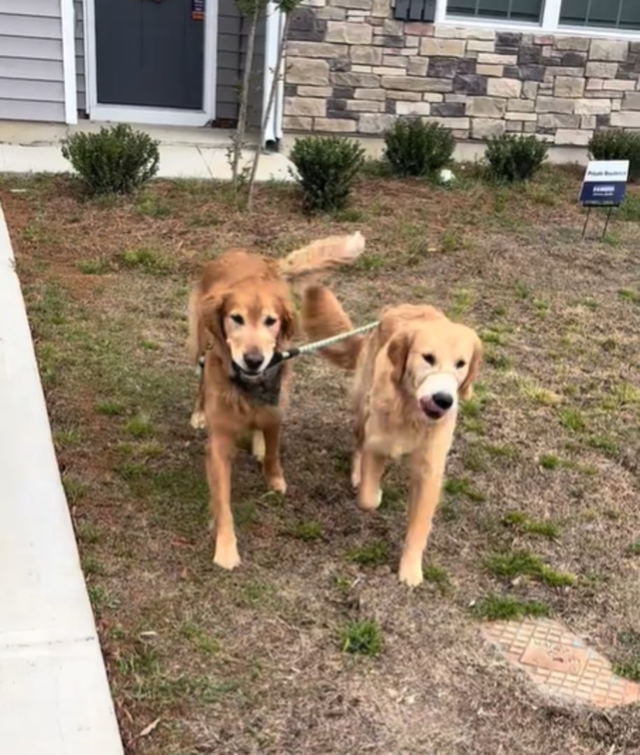 sweet Golden Retrievers