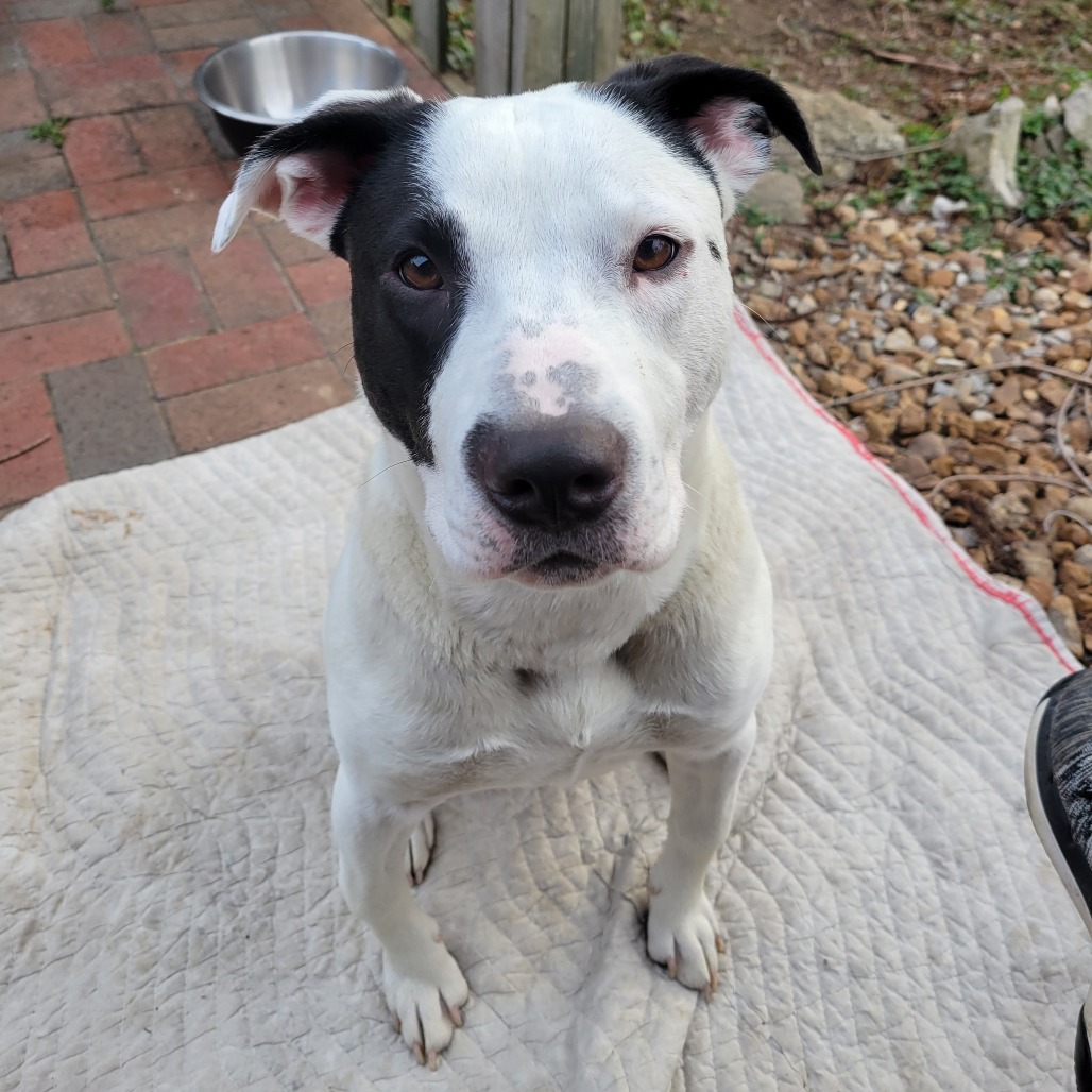sweet black and white dog