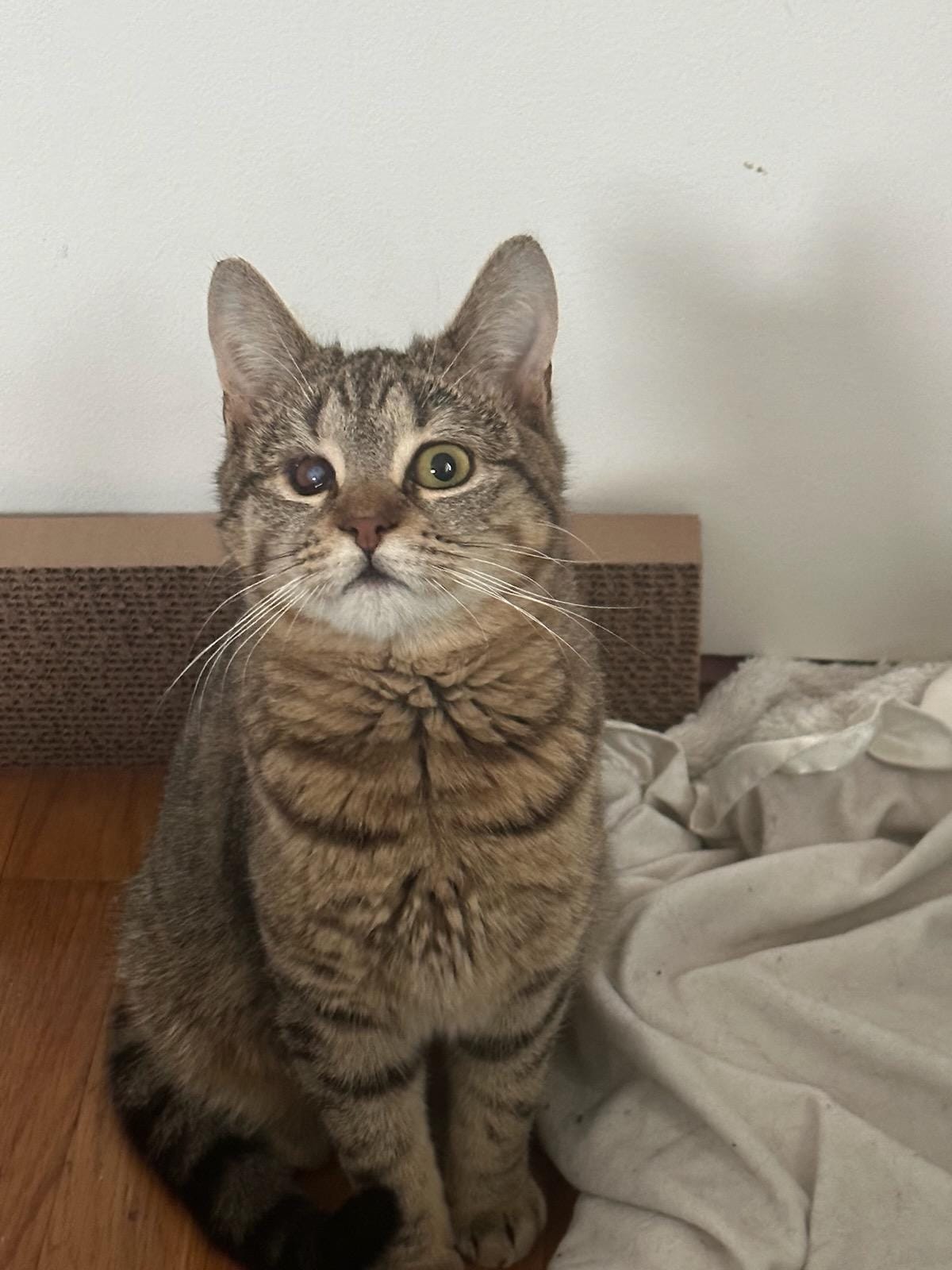 sweet cat