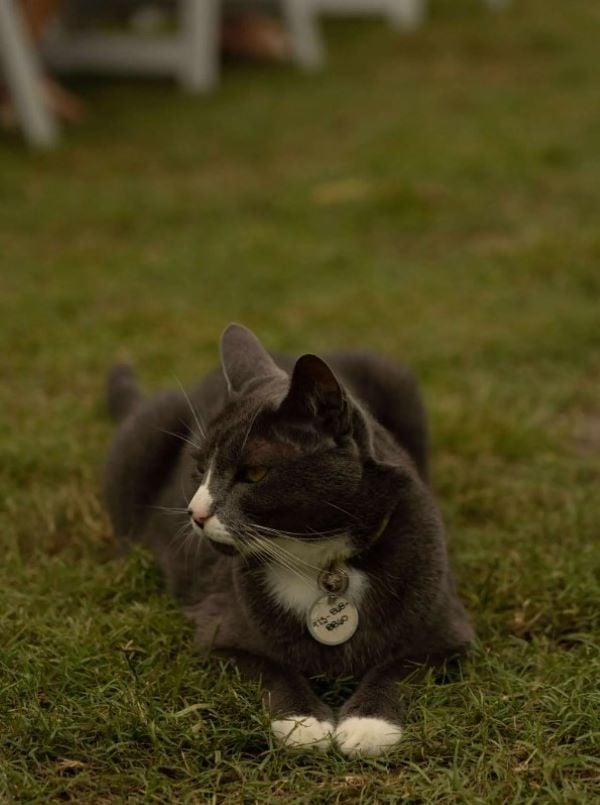 sweet cat