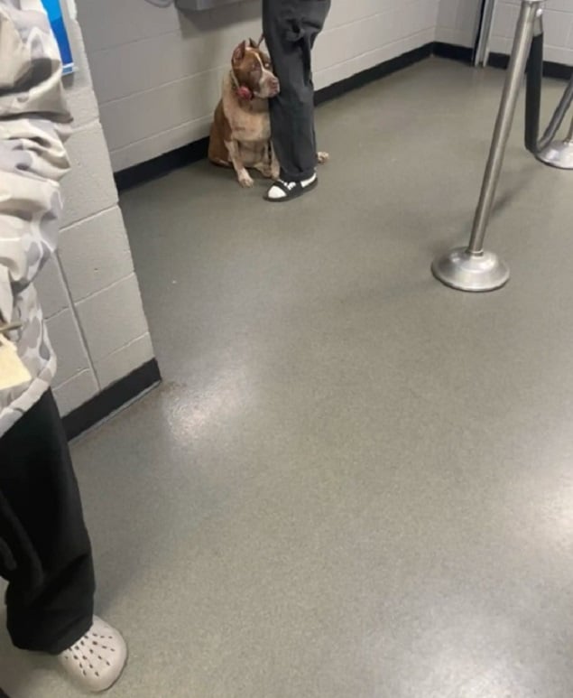 sweet dog