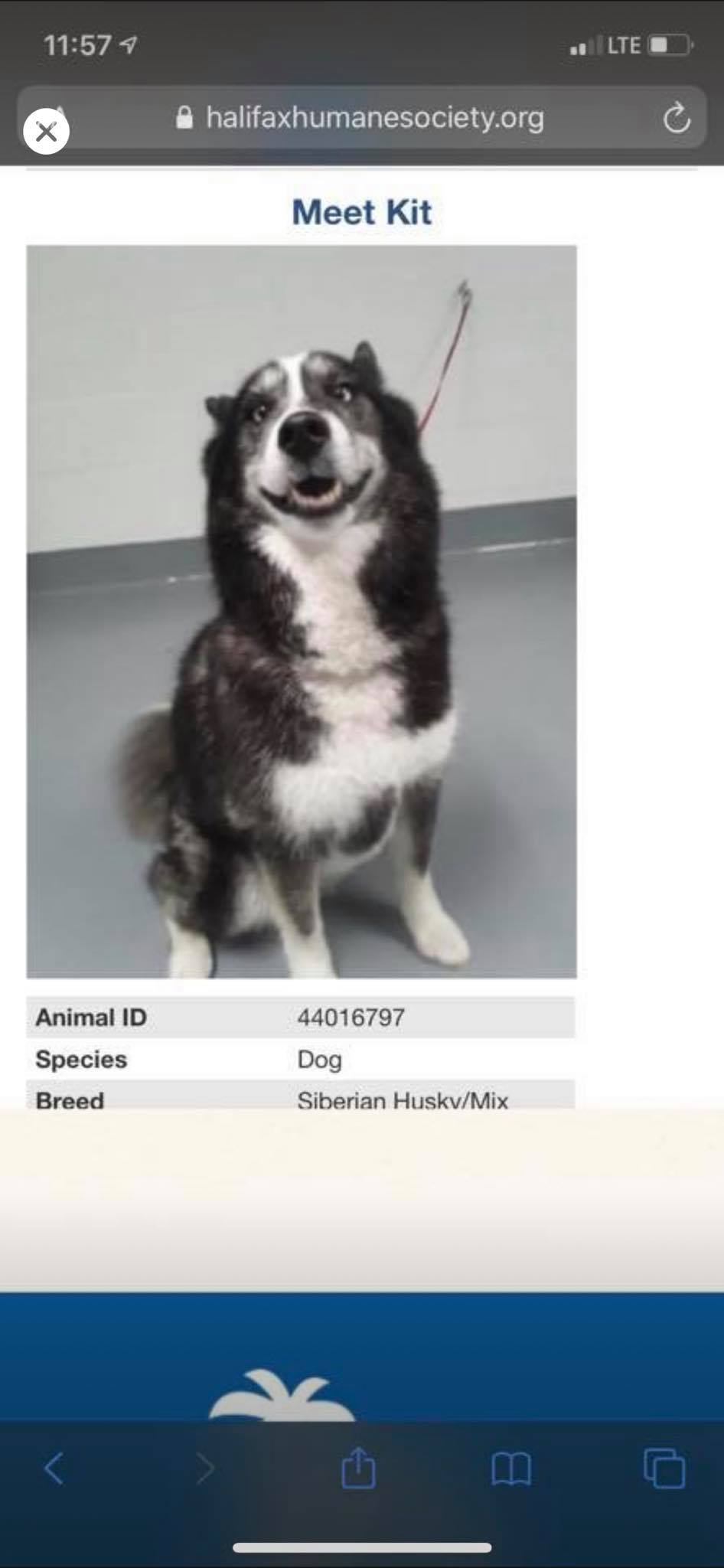 sweet dog