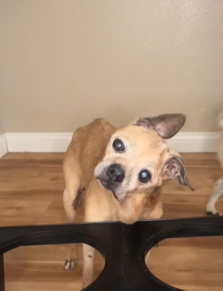 sweet dog