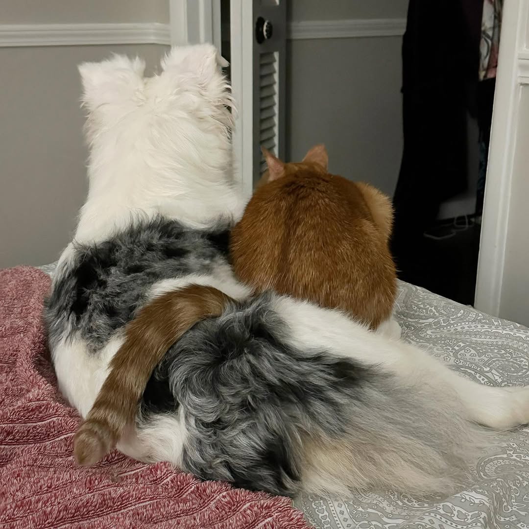sweet dog and cat
