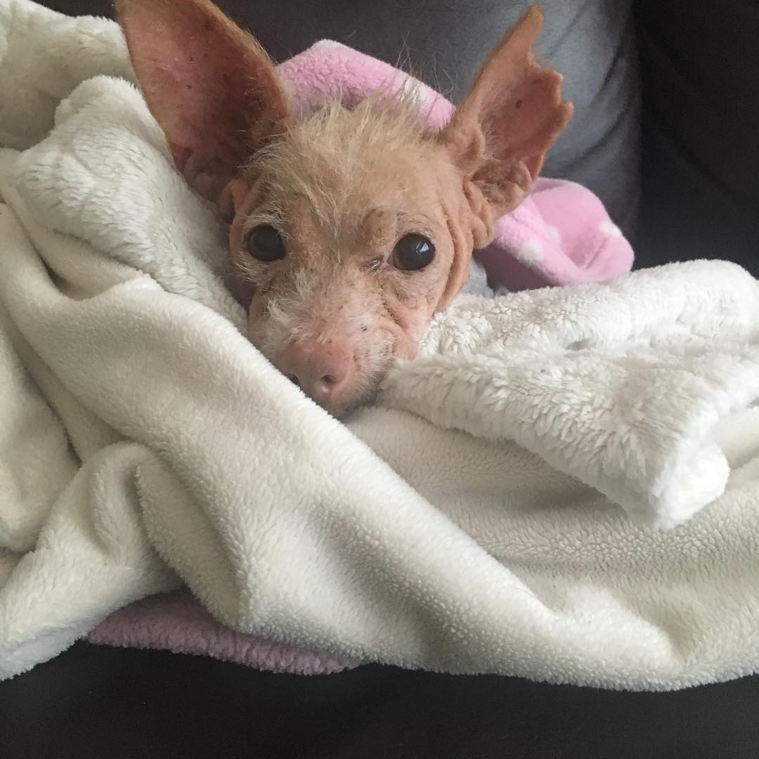sweet dog in blanket