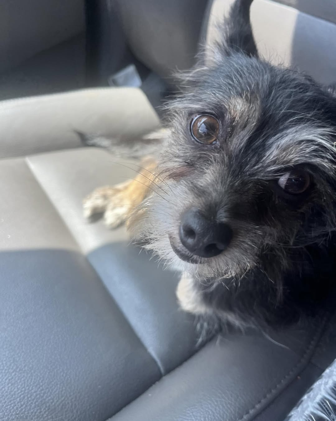 sweet dog in car