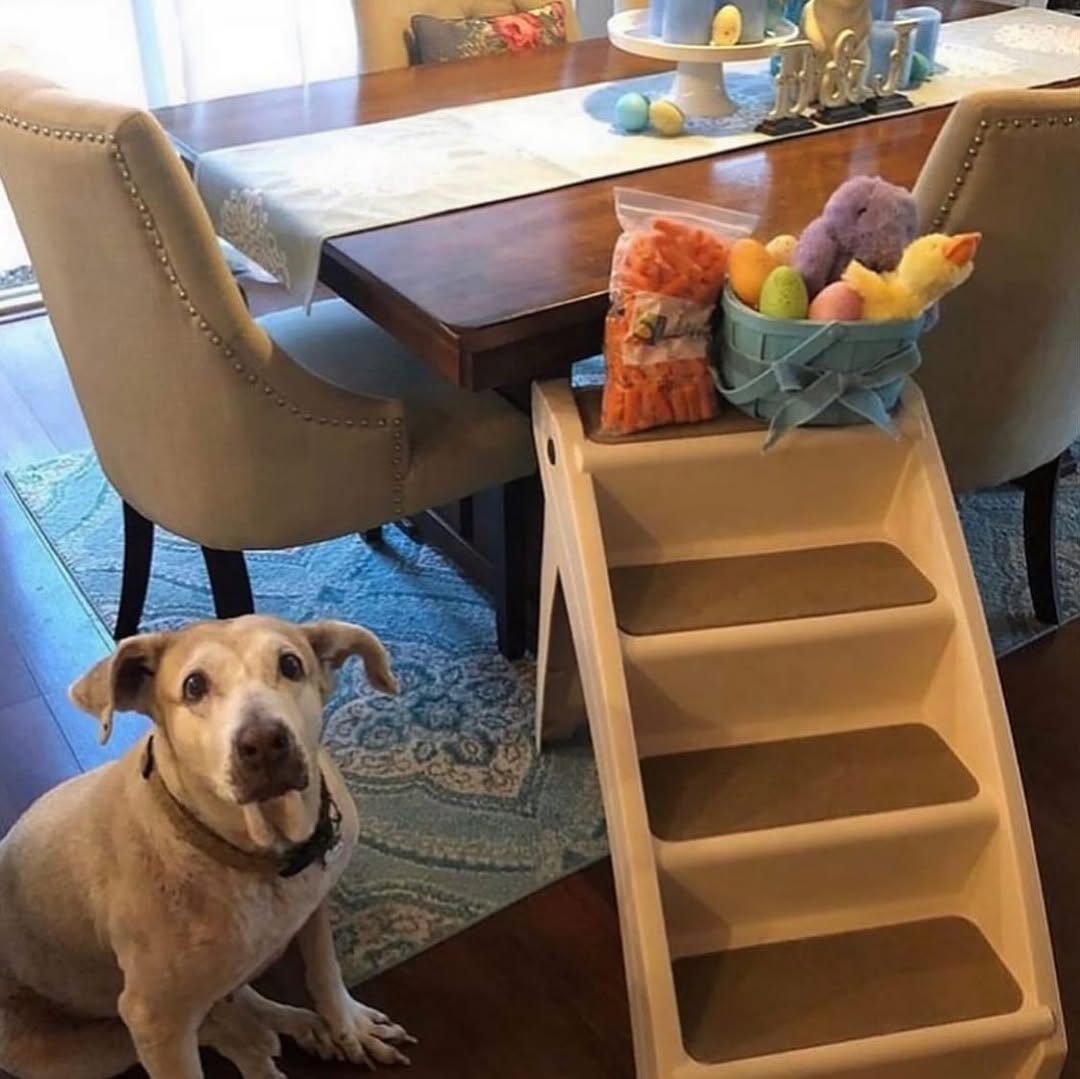 sweet dog in house