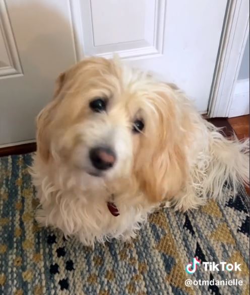sweet dog in house