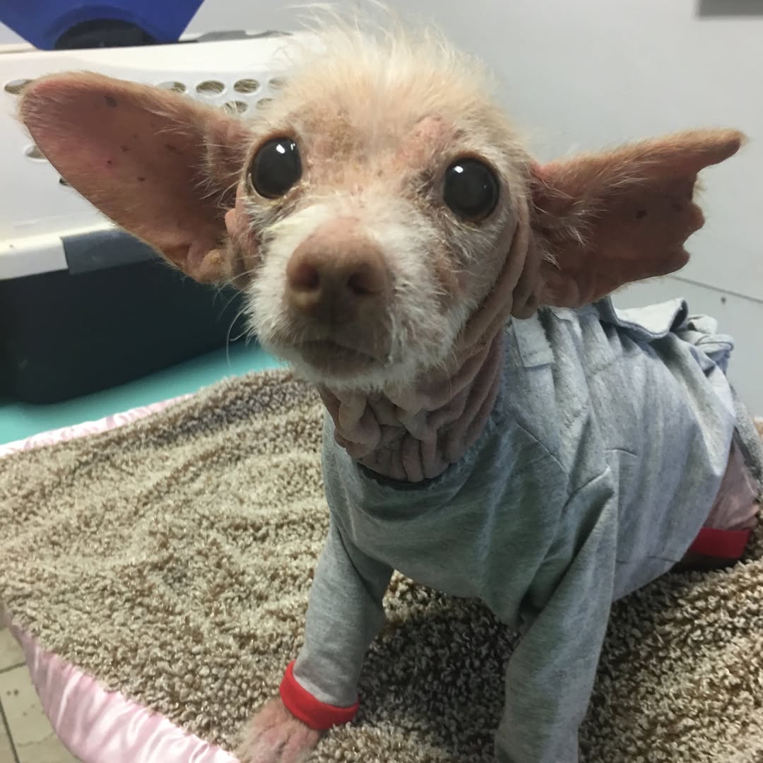 sweet dog in pajamas