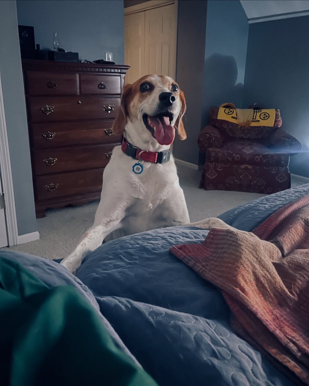 sweet dog in room