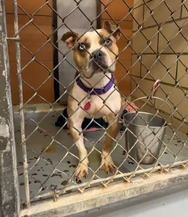 sweet dog in shelter