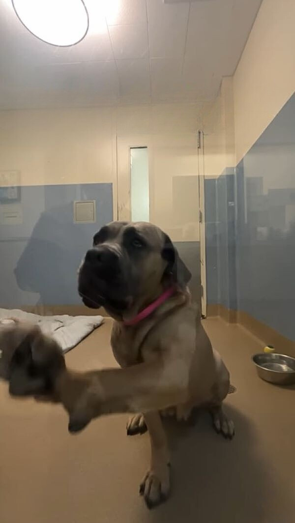 sweet dog in shelter