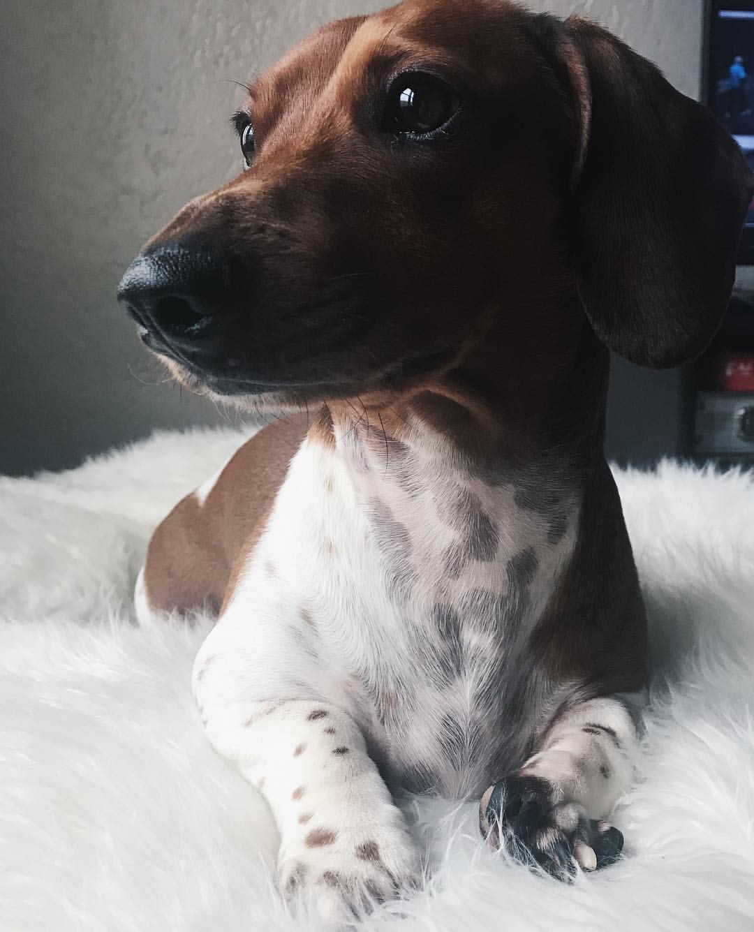 sweet dog laying down