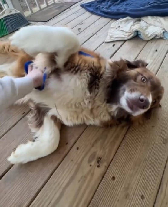 sweet dog lying on the porch