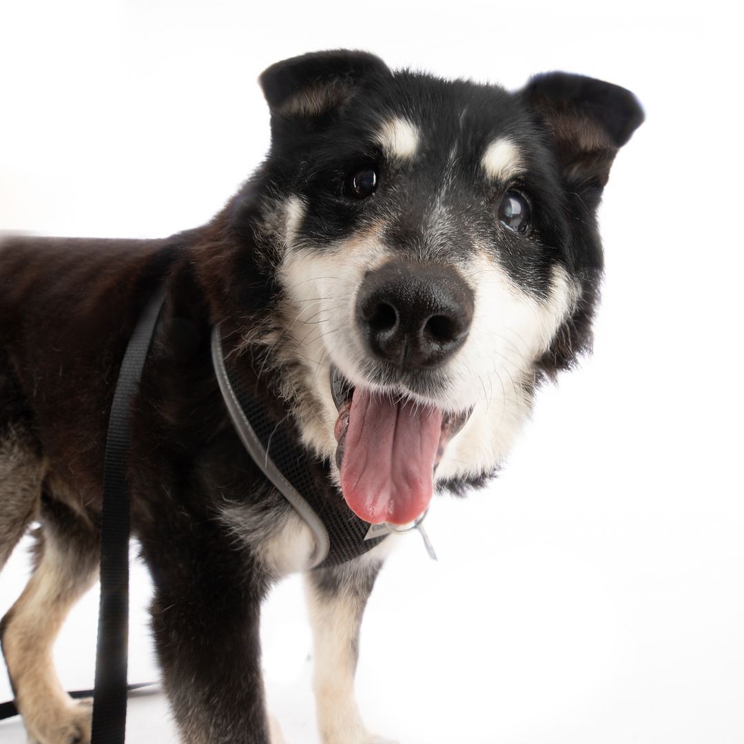 sweet dog posing for picture