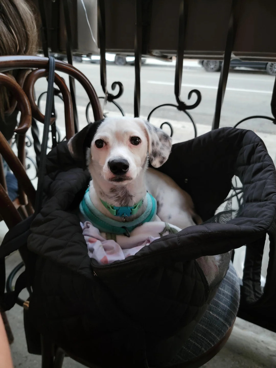 sweet dog sitting