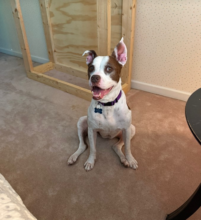 sweet dog sitting down