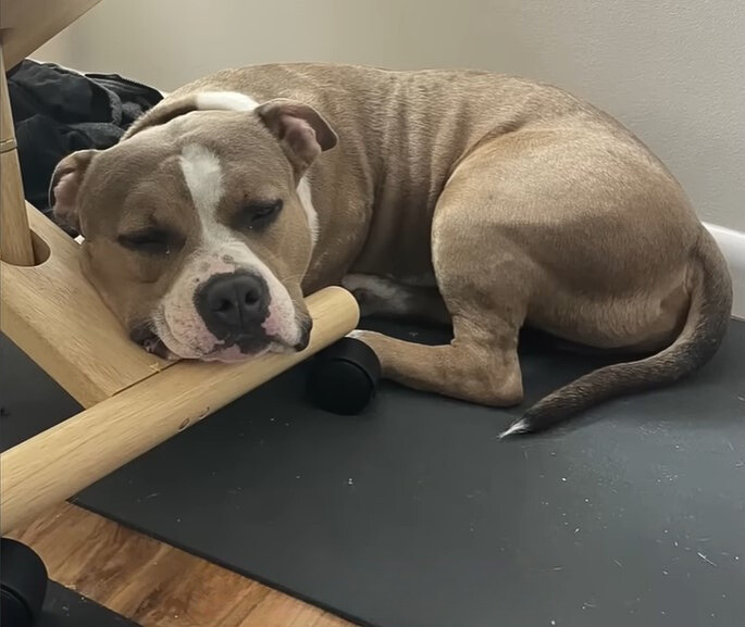 sweet dog sleeping