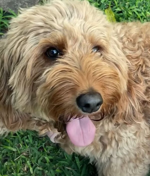 sweet fluffy dog
