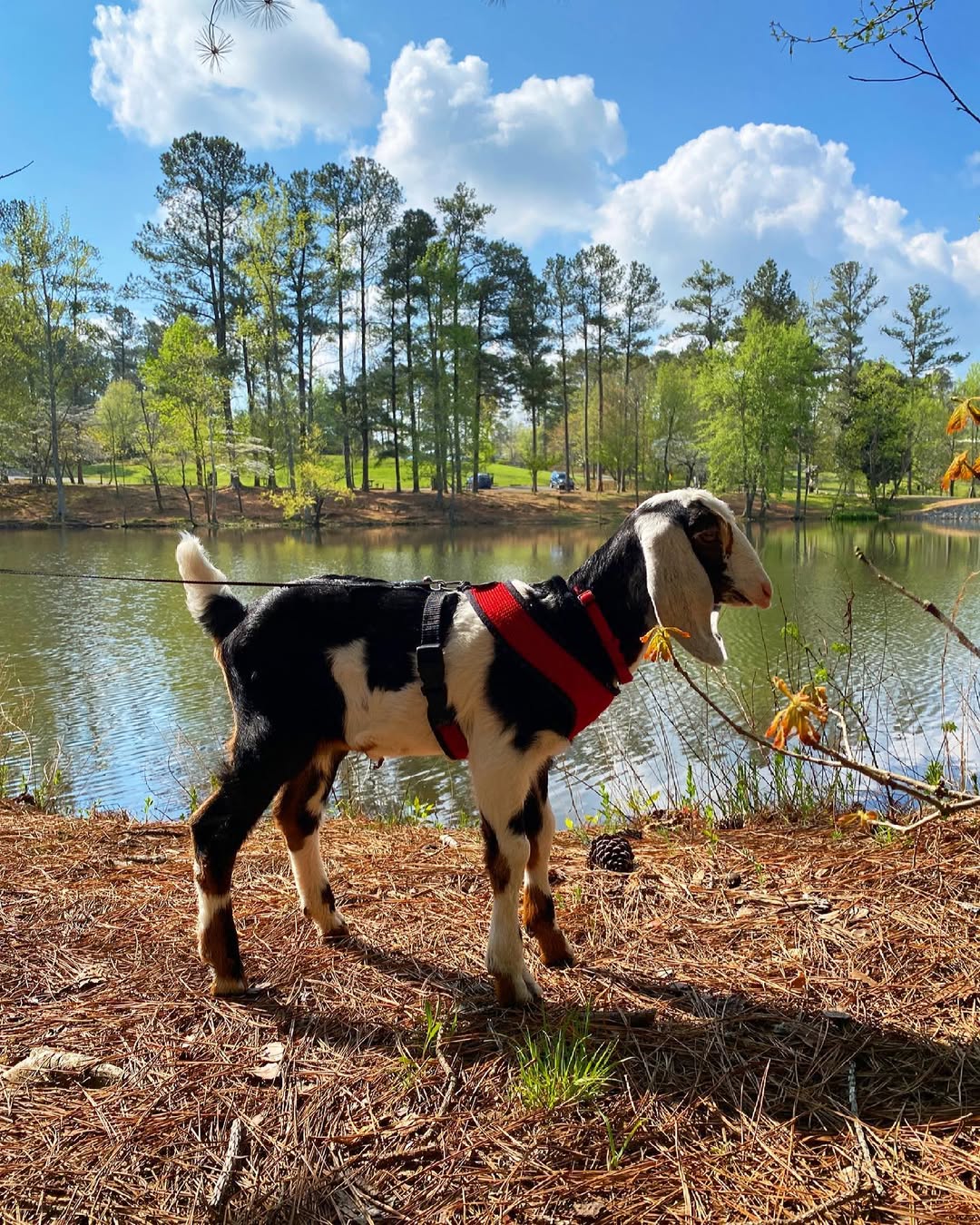 sweet goat