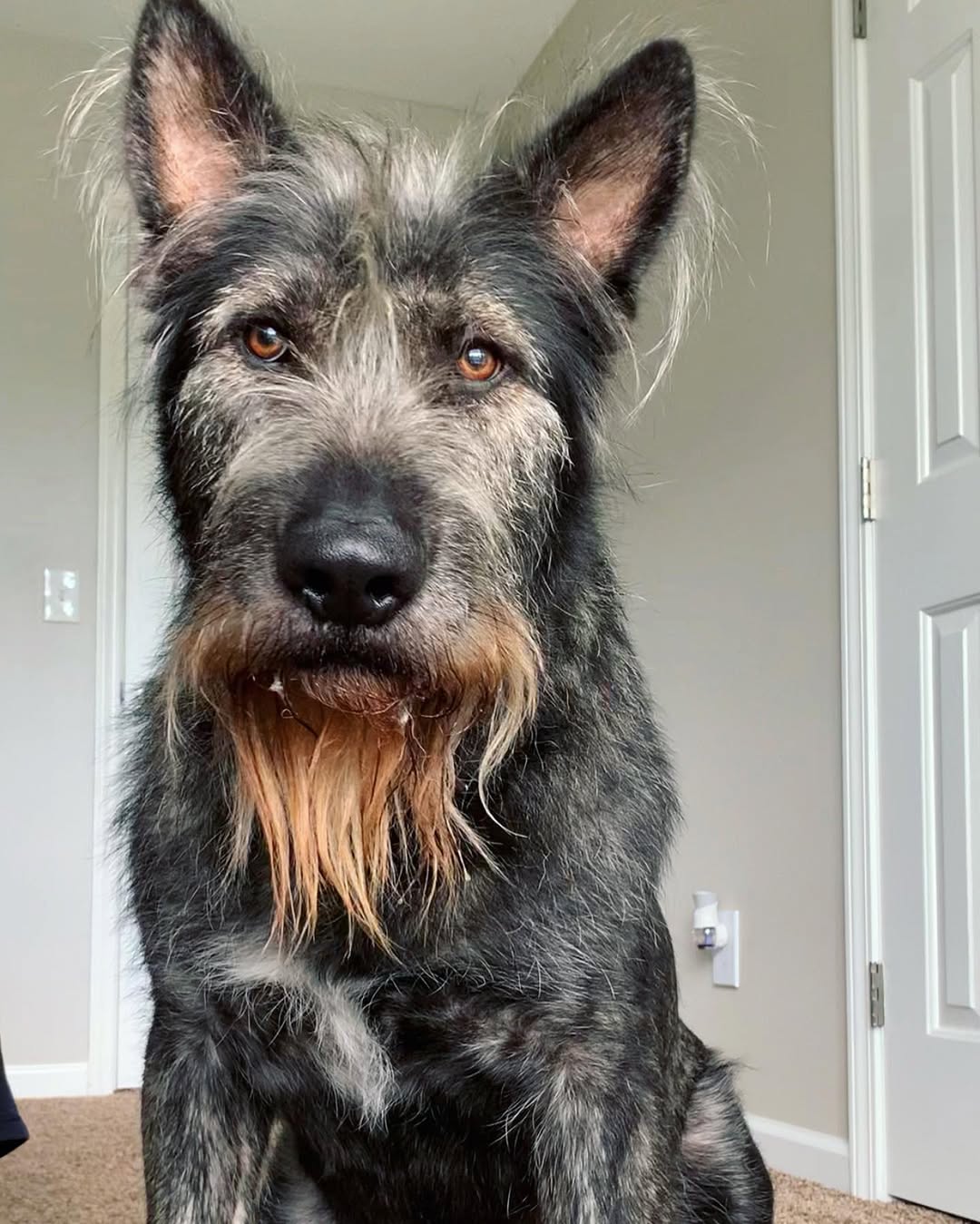 sweet gray dog