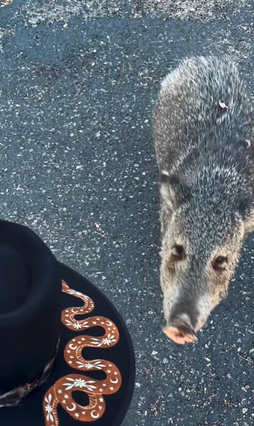 sweet javelina