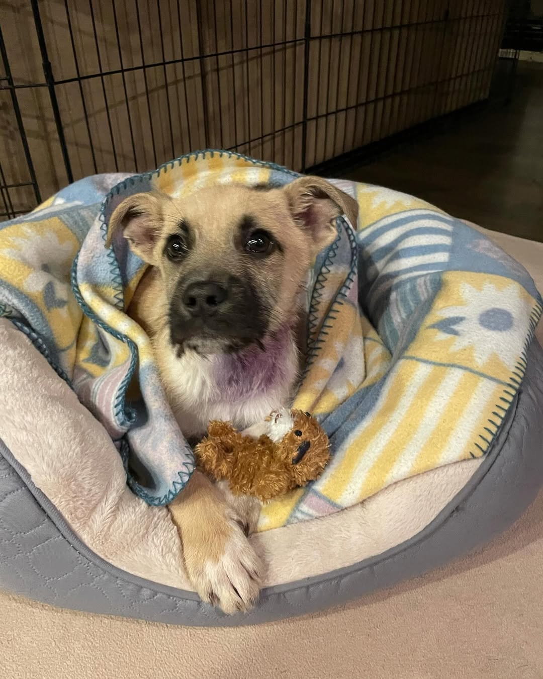 sweet paralyzed dog