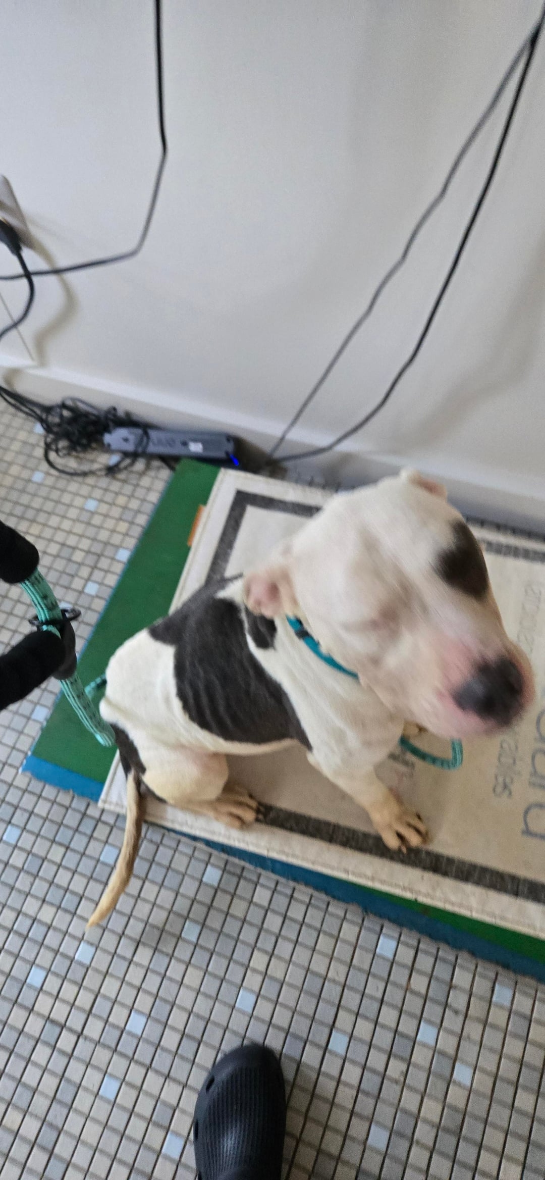 sweet pitbull