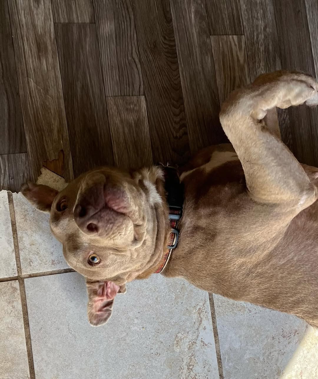 sweet pittie lying down