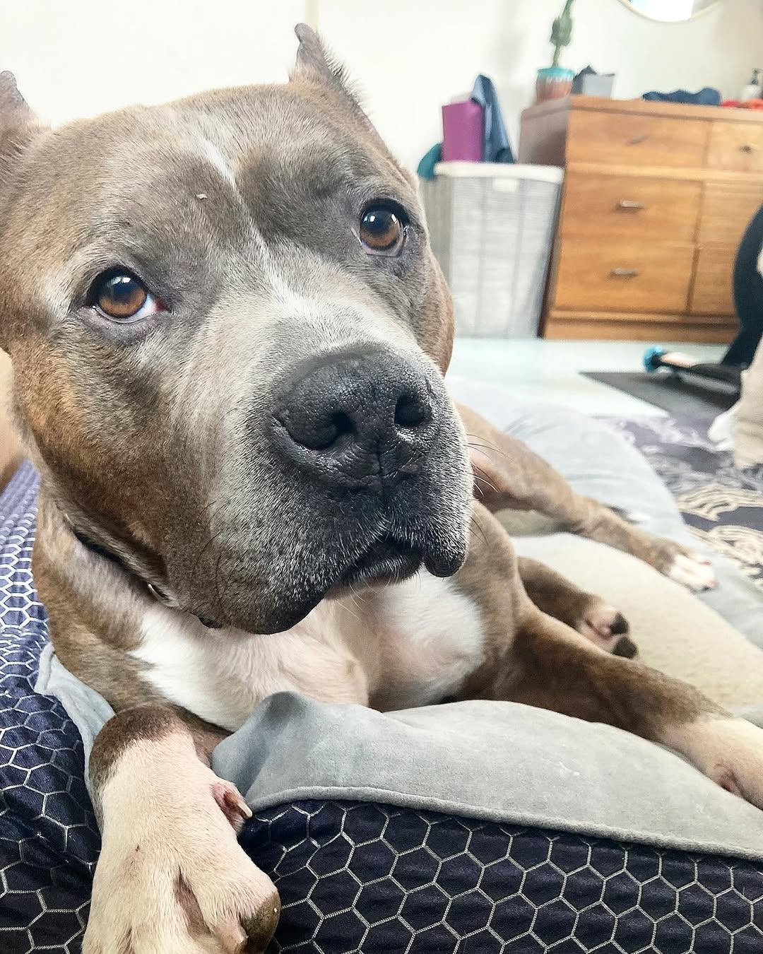 sweet pittie lying
