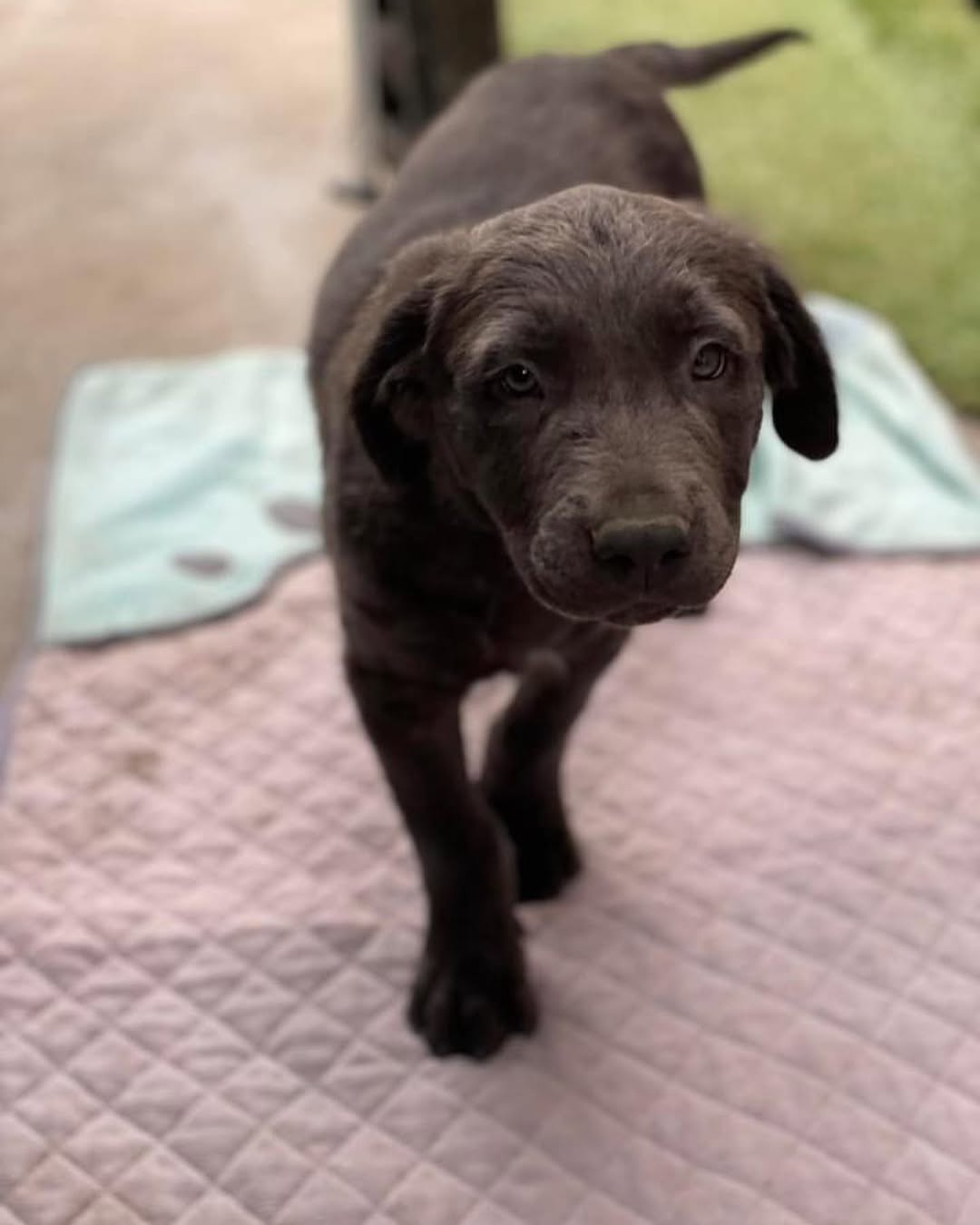 sweet pup