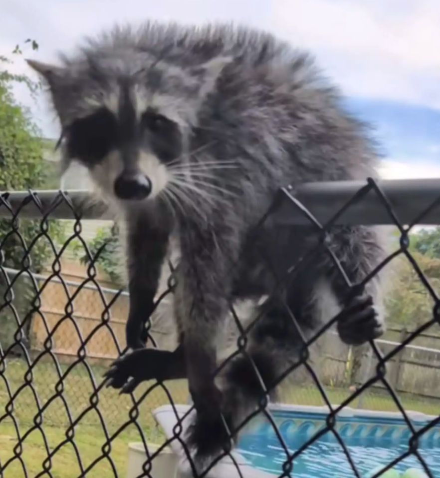 sweet raccoon on fence