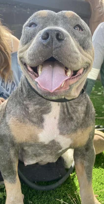 sweet rescue dog smiling
